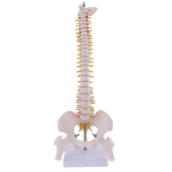 45 см В Пълен Размер Гръбначния Стълб на Човешкото гръбначния Стълб Анатомическая Анатомическая Модел на Скелета Инструмент Медицински Консумативи Инструменти